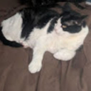 Meet your Posher, Veronica